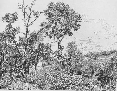 ERD�R�SZLET NAGY S�NDOR RAJZA