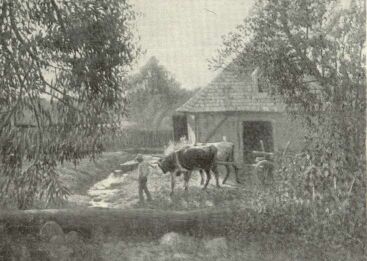 NY�RI REGGEL BACSK�N OLGYAI VIKTOR FESTM�NYE